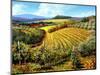 Chianti Vineyards-Michael Swanson-Mounted Art Print