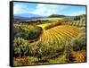 Chianti Vineyards-Michael Swanson-Framed Stretched Canvas