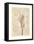 Chiaroscuro II-Amy Melious-Framed Stretched Canvas