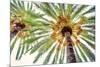 Chic Palms I-Acosta-Mounted Premium Giclee Print