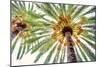 Chic Palms I-Acosta-Mounted Art Print