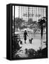 Chic Woman Walking Her Poodles Along Sidewalk on Fifth Avenue-Alfred Eisenstaedt-Framed Stretched Canvas