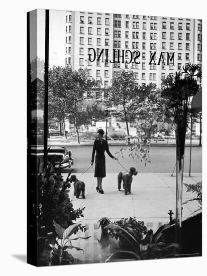 Chic Woman Walking Her Poodles Along Sidewalk on Fifth Avenue-Alfred Eisenstaedt-Stretched Canvas
