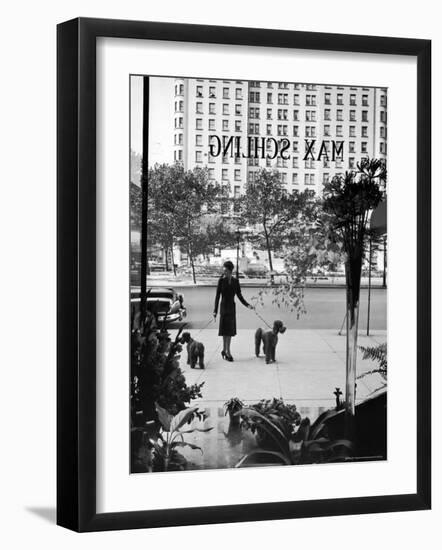 Chic Woman Walking Her Poodles Along Sidewalk on Fifth Avenue-Alfred Eisenstaedt-Framed Photographic Print