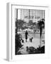 Chic Woman Walking Her Poodles Along Sidewalk on Fifth Avenue-Alfred Eisenstaedt-Framed Photographic Print