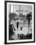 Chic Woman Walking Her Poodles Along Sidewalk on Fifth Avenue-Alfred Eisenstaedt-Framed Photographic Print