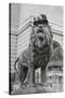 Chicago Art Institute Lion-Patrick Warneka-Stretched Canvas