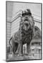Chicago Art Institute Lion-Patrick Warneka-Mounted Photographic Print