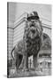 Chicago Art Institute Lion-Patrick Warneka-Stretched Canvas