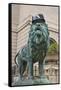 Chicago Art Institute Lion-Patrick Warneka-Framed Stretched Canvas