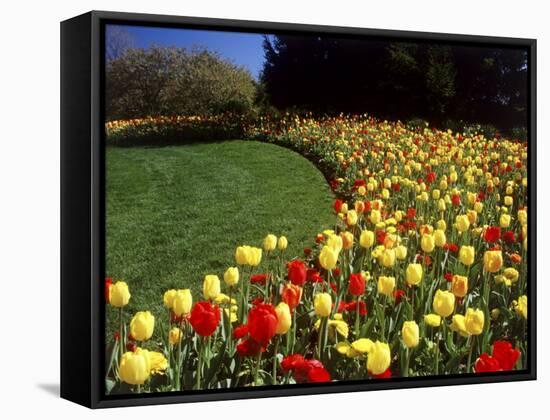 Chicago Botanic Garden, Illinois, USA-null-Framed Stretched Canvas