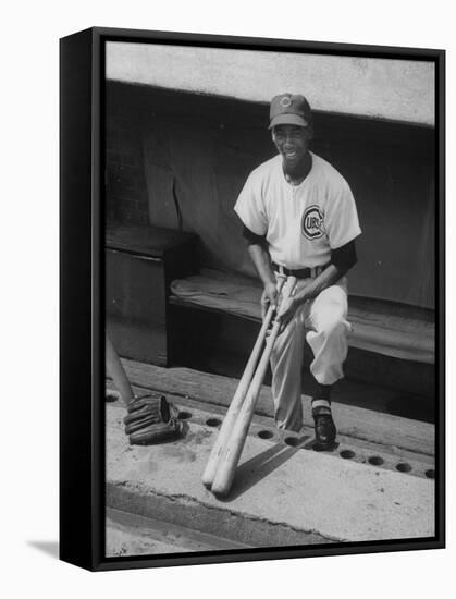 Chicago Cub's Ernie Banks, Stooping in the Dug-Out Holding Two Bats Against Cincinnati Reds-John Dominis-Framed Stretched Canvas