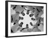 Chicago Cubs' Eight Coaches-Francis Miller-Framed Premium Photographic Print