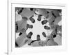 Chicago Cubs' Eight Coaches-Francis Miller-Framed Premium Photographic Print