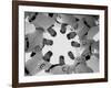 Chicago Cubs' Eight Coaches-Francis Miller-Framed Premium Photographic Print