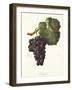 Chichaud Grape-J. Troncy-Framed Giclee Print