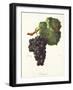 Chichaud Grape-J. Troncy-Framed Giclee Print