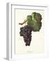 Chichaud Grape-J. Troncy-Framed Giclee Print