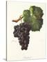 Chichaud Grape-J. Troncy-Stretched Canvas