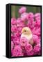 Chick Amongst Pink Roses-null-Framed Stretched Canvas