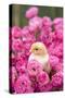 Chick Amongst Pink Roses-null-Stretched Canvas