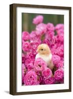 Chick Amongst Pink Roses-null-Framed Photographic Print