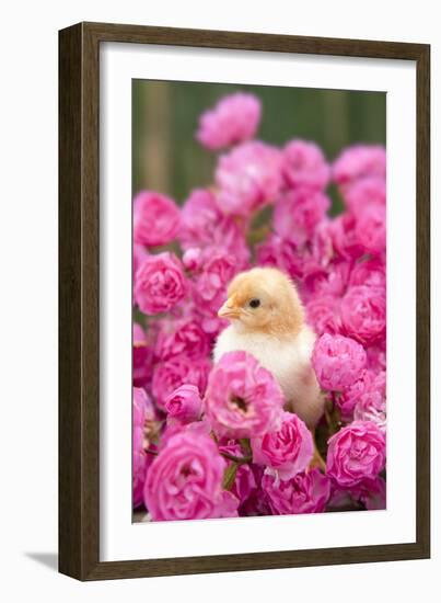 Chick Amongst Pink Roses-null-Framed Photographic Print