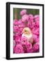 Chick Amongst Pink Roses-null-Framed Photographic Print