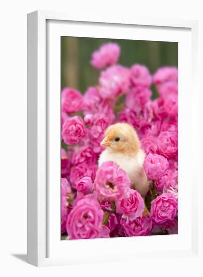 Chick Amongst Pink Roses-null-Framed Photographic Print