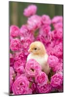Chick Amongst Pink Roses-null-Mounted Photographic Print