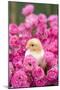 Chick Amongst Pink Roses-null-Mounted Photographic Print