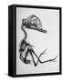 Chick Embryo Being Enlarged from Twice It's Size-Al Fenn-Framed Stretched Canvas