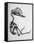 Chick Embryo Being Enlarged from Twice It's Size-Al Fenn-Framed Stretched Canvas