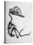 Chick Embryo Being Enlarged from Twice It's Size-Al Fenn-Stretched Canvas