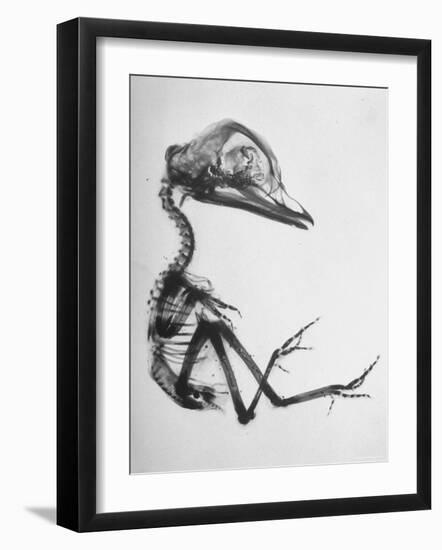 Chick Embryo Being Enlarged from Twice It's Size-Al Fenn-Framed Photographic Print