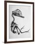 Chick Embryo Being Enlarged from Twice It's Size-Al Fenn-Framed Photographic Print