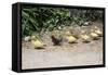Chick Family Photo Art Poster Print-null-Framed Stretched Canvas