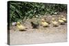 Chick Family Photo Art Poster Print-null-Stretched Canvas