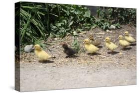 Chick Family Photo Art Poster Print-null-Stretched Canvas