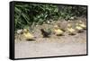 Chick Family Photo Art Poster Print-null-Framed Stretched Canvas