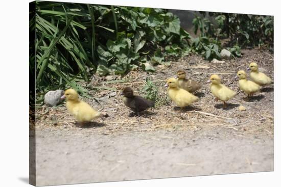 Chick Family Photo Art Poster Print-null-Stretched Canvas