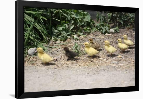 Chick Family Photo Art Poster Print-null-Framed Poster