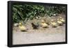 Chick Family Photo Art Poster Print-null-Framed Poster