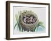 Chick of Common Cuckoo (Cuculus Canorus), Cuculidae, in Nest of Parasitic Species-null-Framed Giclee Print