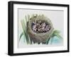 Chick of Common Cuckoo (Cuculus Canorus), Cuculidae, in Nest of Parasitic Species-null-Framed Giclee Print