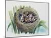 Chick of Common Cuckoo (Cuculus Canorus), Cuculidae, in Nest of Parasitic Species-null-Mounted Giclee Print