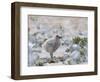 Chick of Falkland Skua.-Martin Zwick-Framed Photographic Print