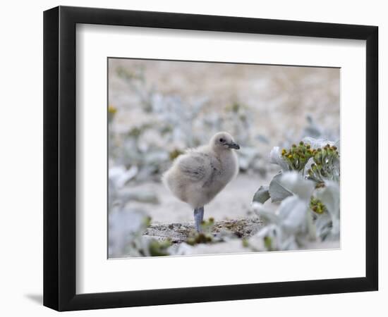 Chick of Falkland Skua.-Martin Zwick-Framed Photographic Print