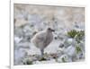 Chick of Falkland Skua.-Martin Zwick-Framed Photographic Print