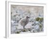 Chick of Falkland Skua.-Martin Zwick-Framed Photographic Print